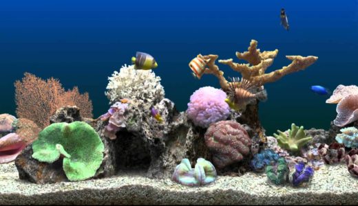 Fish tank