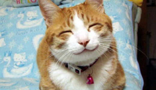 Happy cat